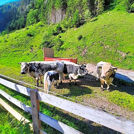 Haeusling Alm * Mayrhofen