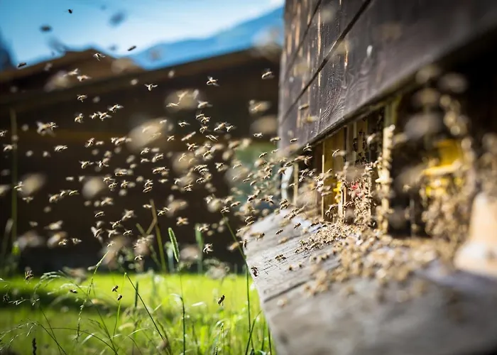 Haeusling Alm Мініготель Майргофен